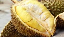 吃瓜娱乐间榴莲,热带果王背后的传奇与争议